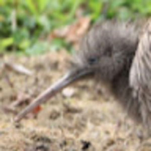 Meet your Posher, Av